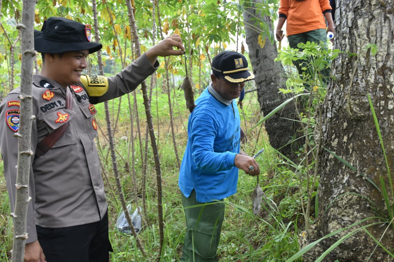 Upaya Ketahanan Pangan, Polsek Lumbir Polresta Banyumas Dukung Petani Lawan Hama Tikus