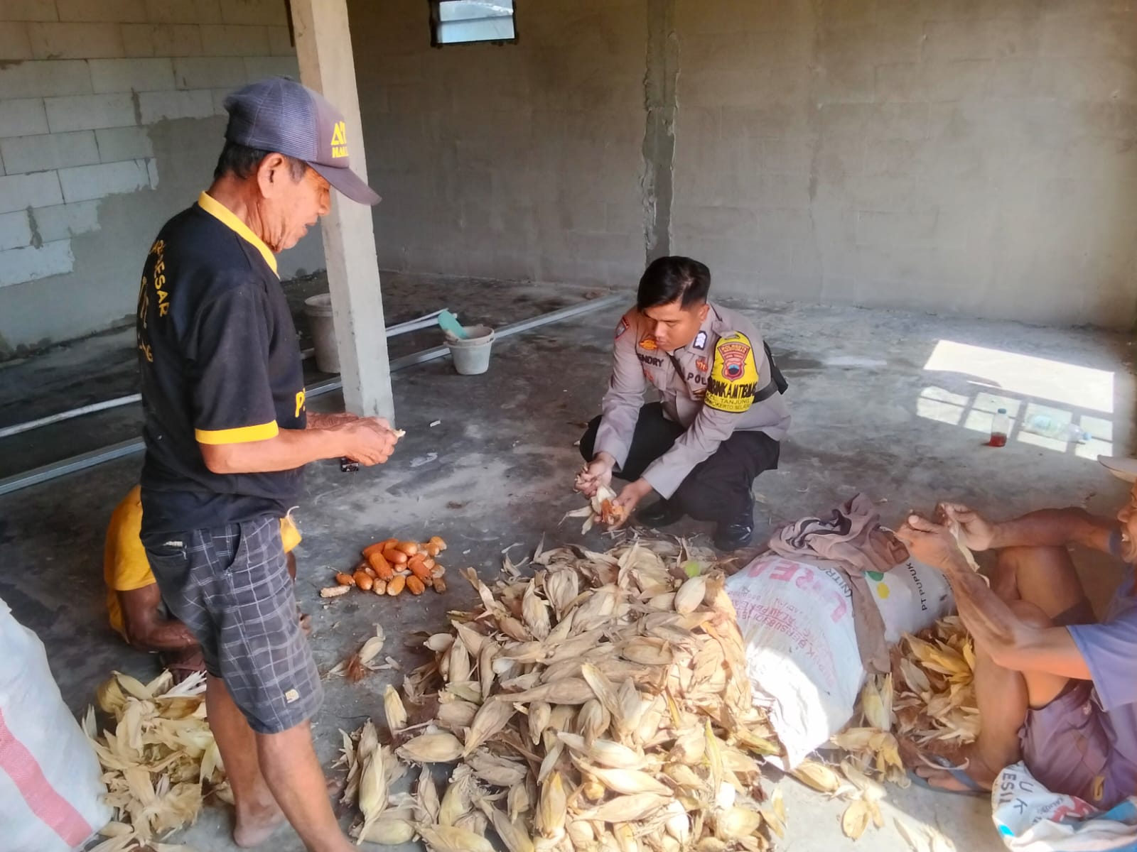 Polisi Banyumas dan Petani Bersinergi, Panen Jagung Jadi Bukti Nyata Dukungan Ketahanan Pangan